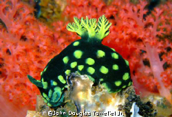 nudibranch
taken at gato island, near malapascua island,... by John Douglas Torrefiel Jr. 